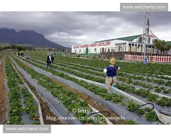 非洲运动会推动非洲体育合作与文化交流的新纪元 非洲运动会推动非洲体育合作与文化交流的新纪元